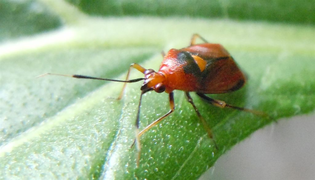 Miridae: Deraeocoris ruber della Campania (NA)